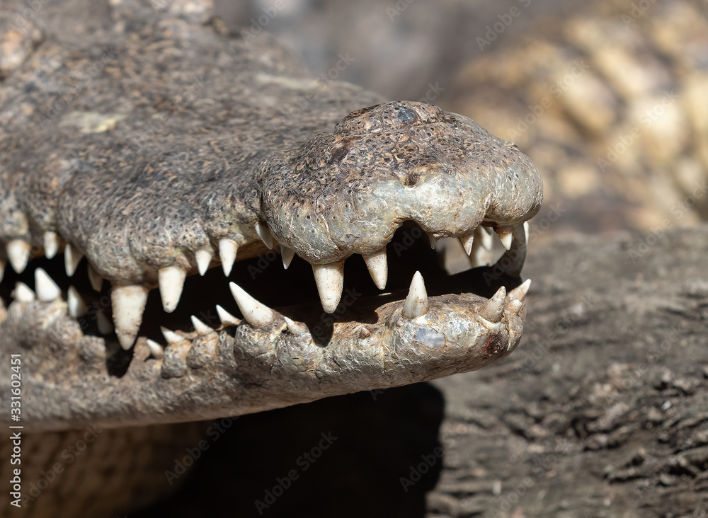 Fototapeta premium Close up Tooth of Crocodile was Sunbathing Isolated on Background