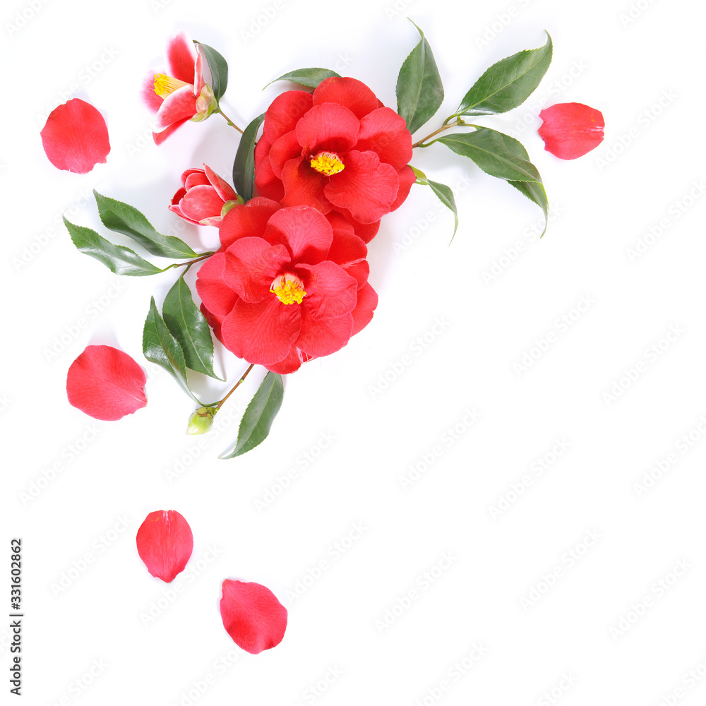 red flower of camellia isolated on a white background. floral ornament. design element - obrazy, fototapety, plakaty 