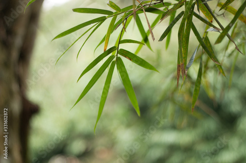 Bamboo wild