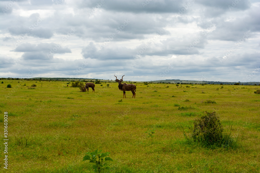 Kudu Grazing At Addo Elephant National Park Kudu Grazing At Addo Elephant National Park