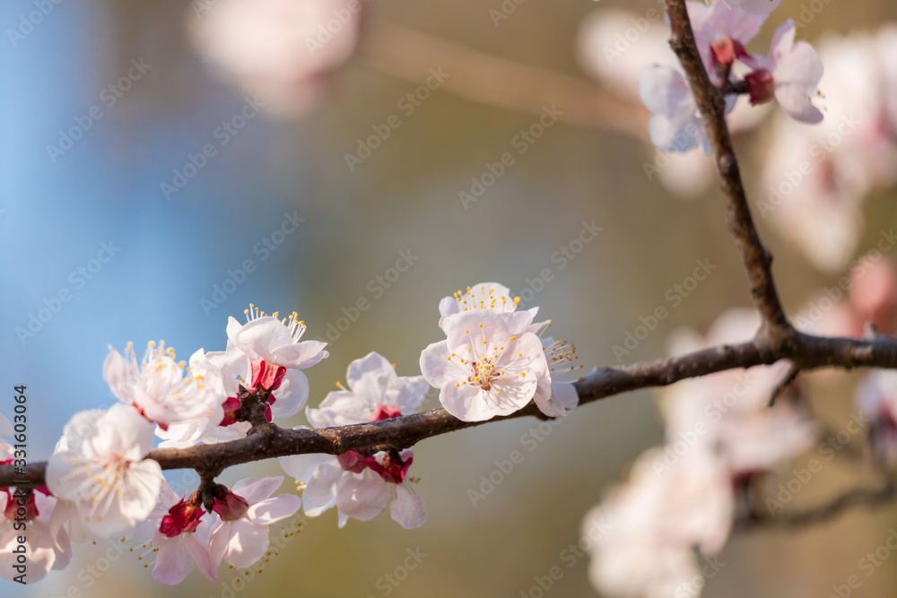 Obraz premium 満開の杏の花