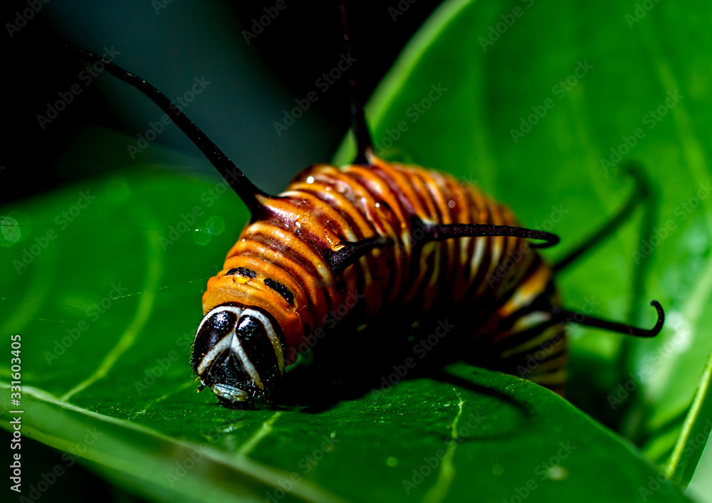 Naklejka premium Common crow caterpillar Euploea core