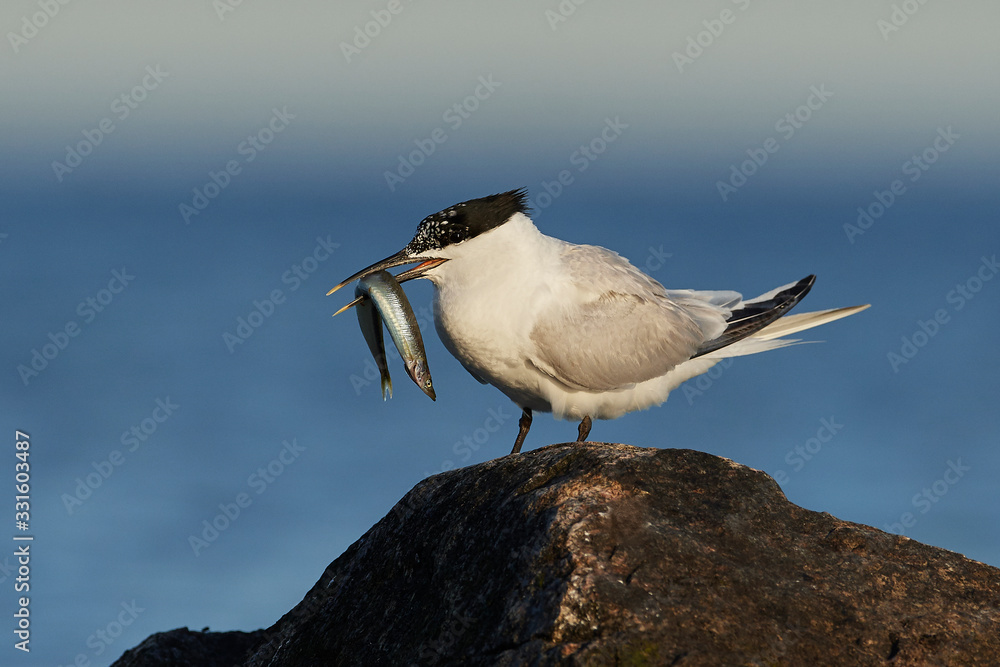 Sandwich tern (Thalasseus sandvicensis) Sandwich tern (Thalasseus sandvicensis)