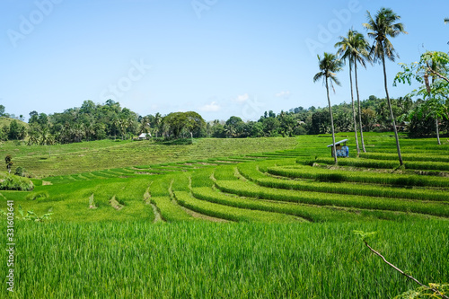 Reisfelder und Natur