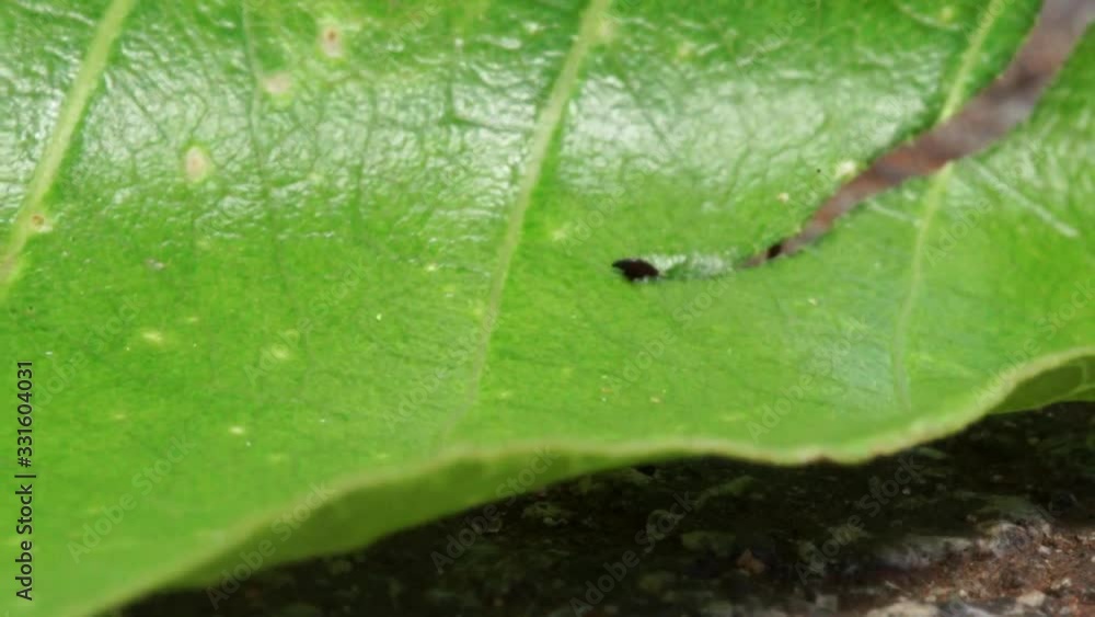 Closeup of a leaf being cut by ant Closeup of a leaf being cut by ant