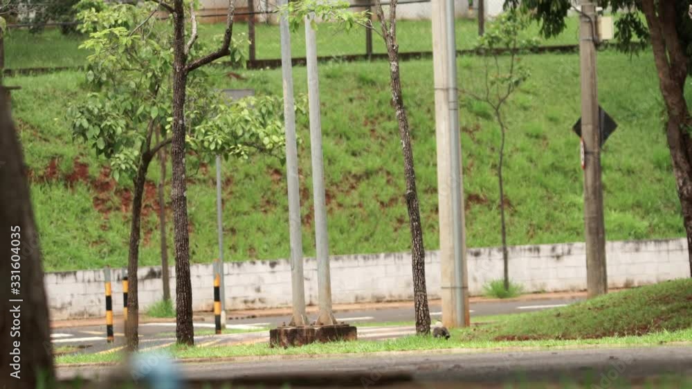 Long shot of a southern crested caracara (Caracara plancus) walking at the grass in a urban area Long shot of a southern crested caracara (Caracara plancus) walking at the grass in a urban area