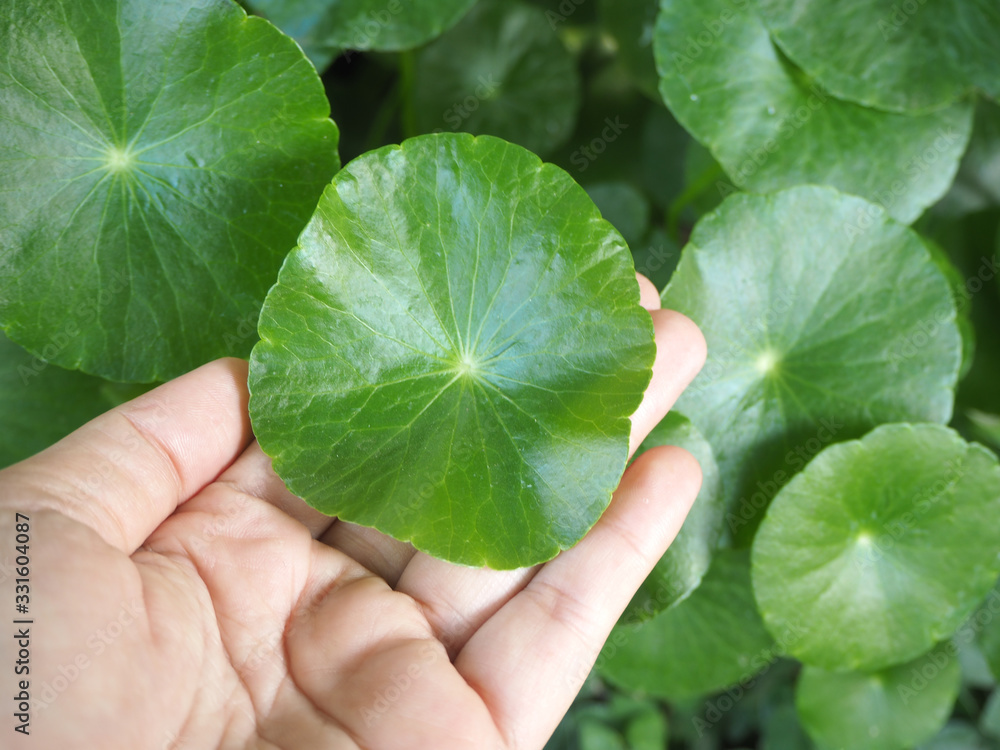 centella asiatica or gotu kola leaves on hand woman use as ingredient cosmetics and beauty product, including is a herb use for health care concept. - obrazy, fototapety, plakaty 