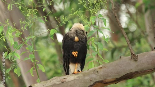 A southern crested caracara (Caracara plancus) satnds at a tree and messes with his feathers photo