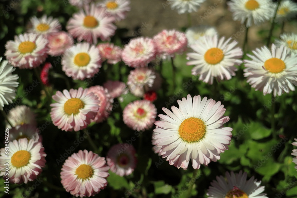 Fototapeta premium Wild asters. A flower bed.