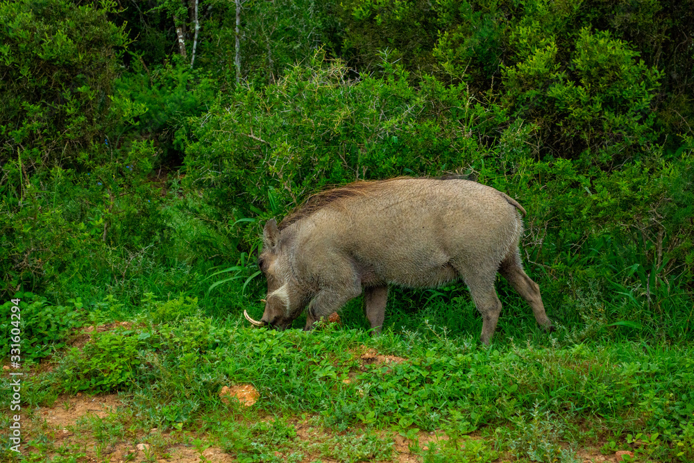 Warthog Foraging At Addo Elephant National Park Warthog Foraging At Addo Elephant National Park