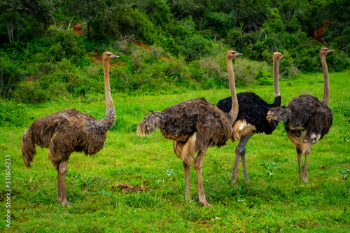 Tableau sur toile Ostriches At Addo Elephant National Park