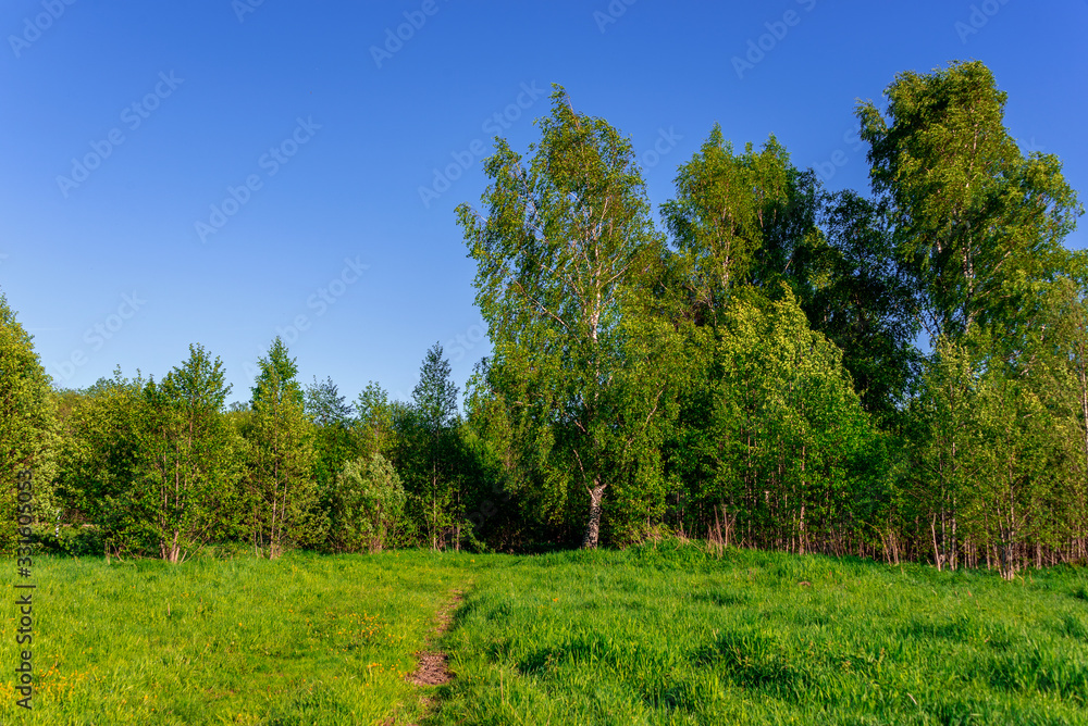 Landscape with a forest glade and a path at sunset Landscape with a forest glade and a path at sunset