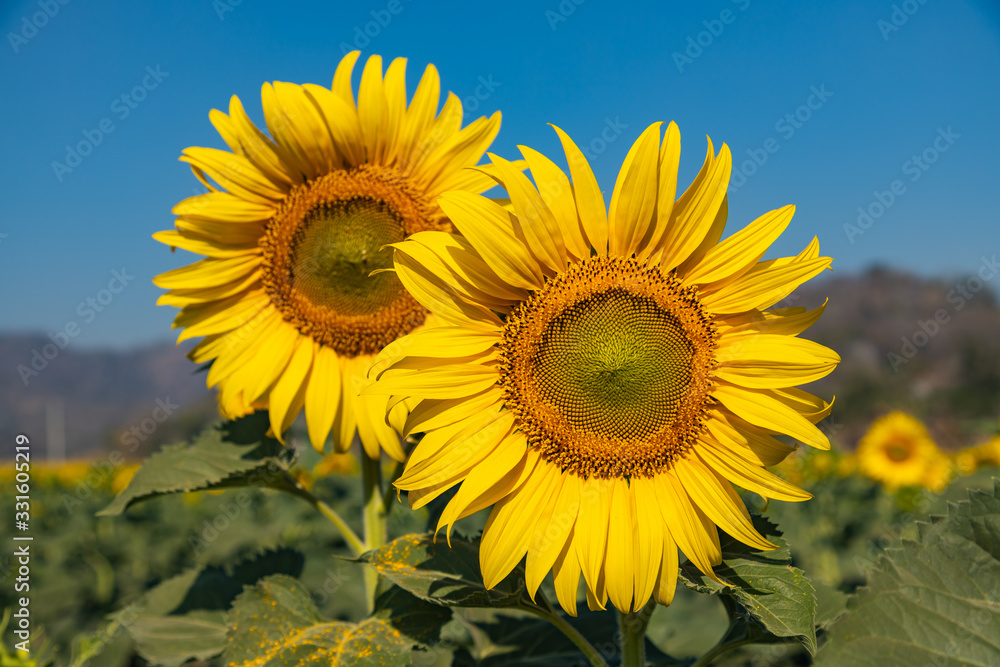 Fototapeta premium sunflower field with blue sky