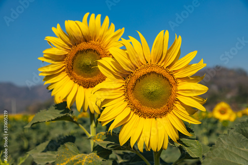 sunflower field with blue sky