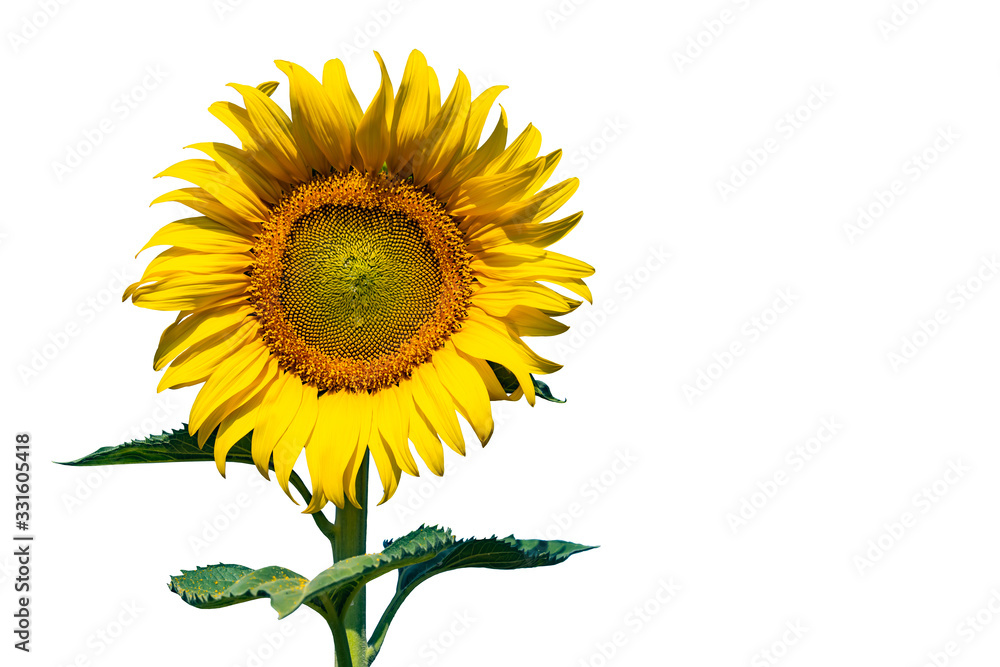 Obraz premium sunflower isolated on white background