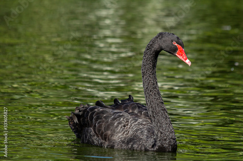 cisne-negro no lago