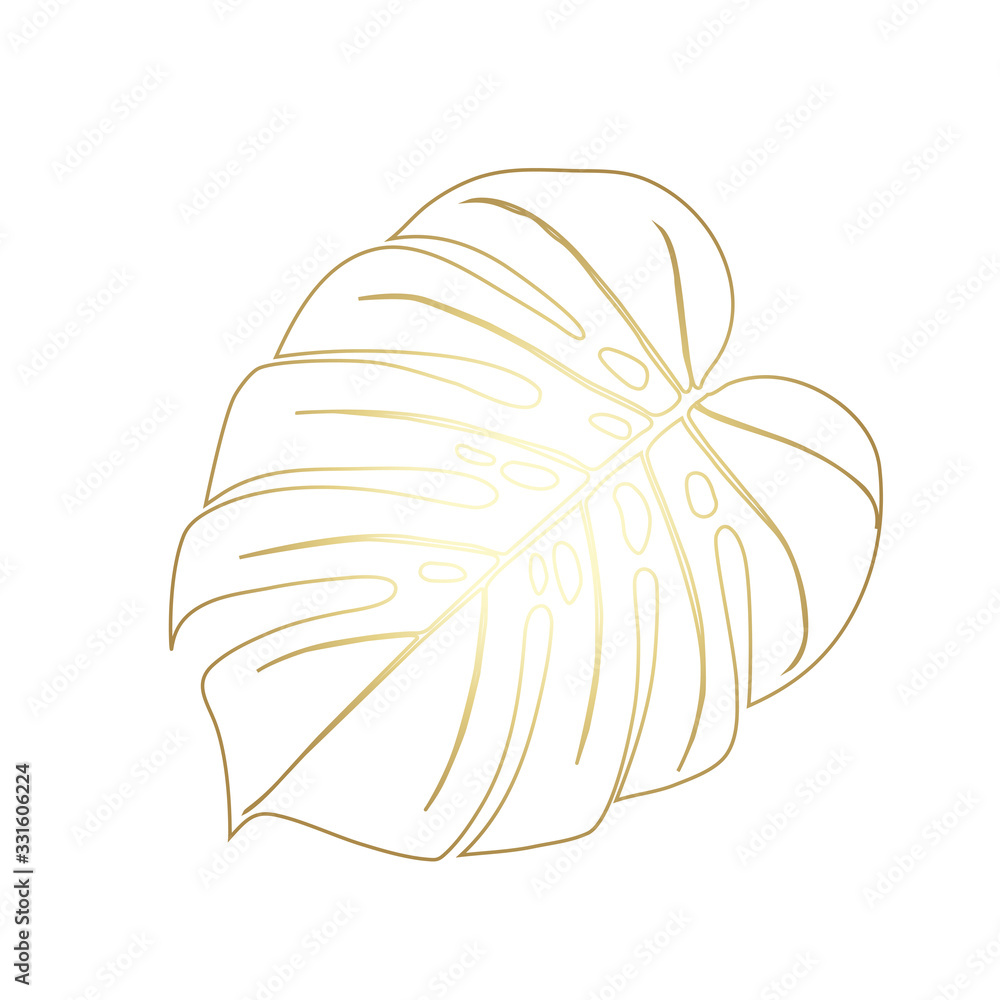 Monstera Deliciosa plant leaf from tropical forest