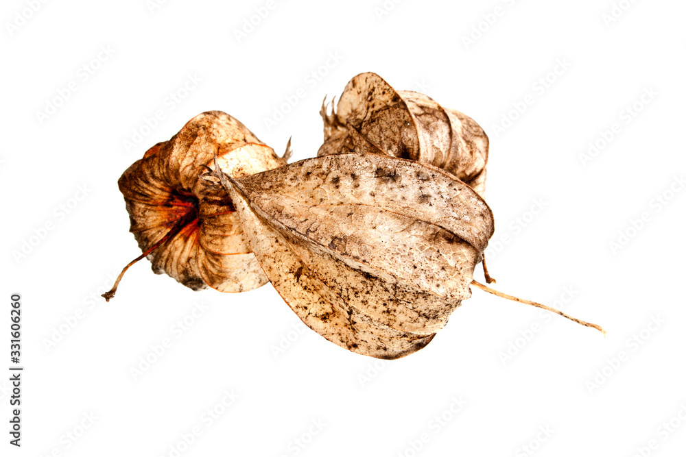 Fototapeta premium plant seeds isolated on white background