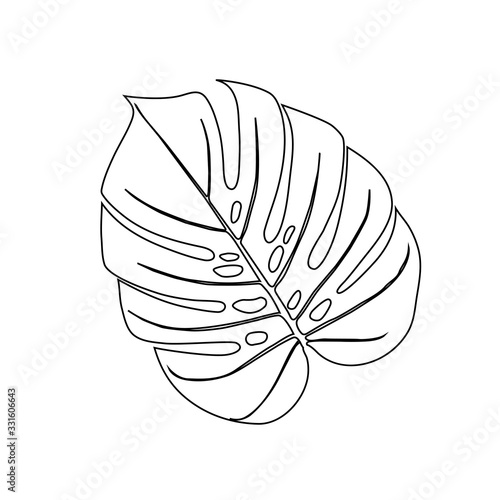 Monstera Deliciosa plant leaf from tropical forest