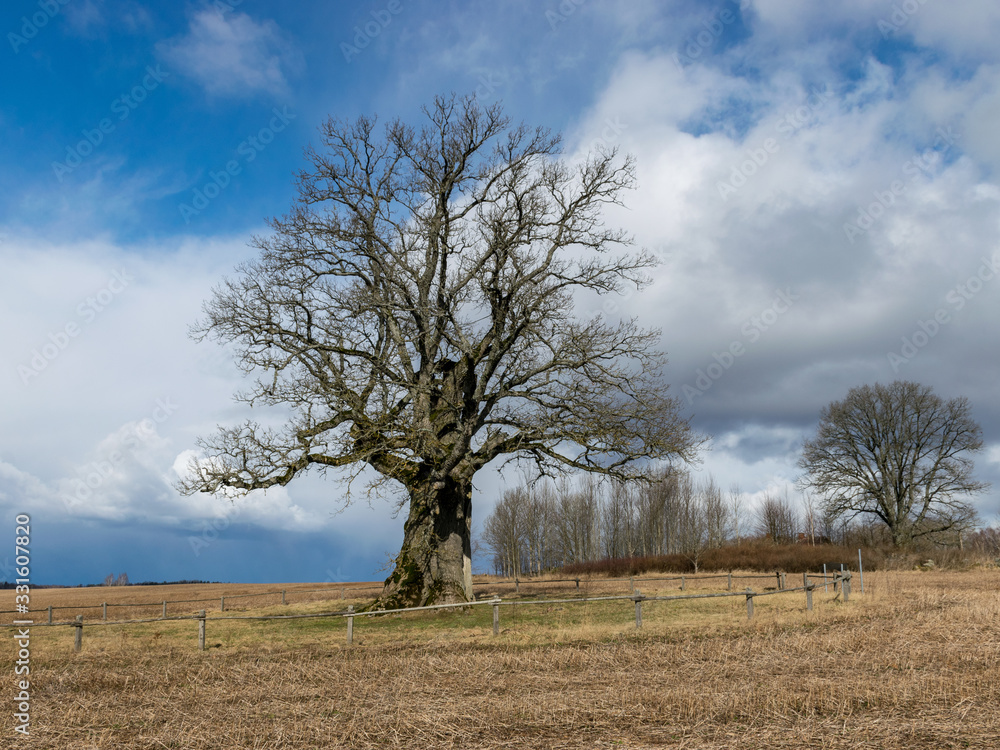 big oak landscape, stubble in the foreground, a blue sky with clouds big oak landscape, stubble in the foreground, a blue sky with clouds