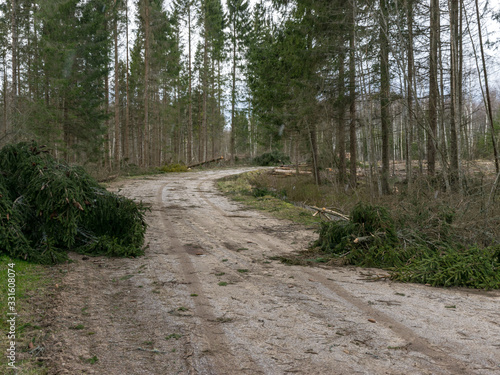 a rural road that has fallen over spruce trees after a storm