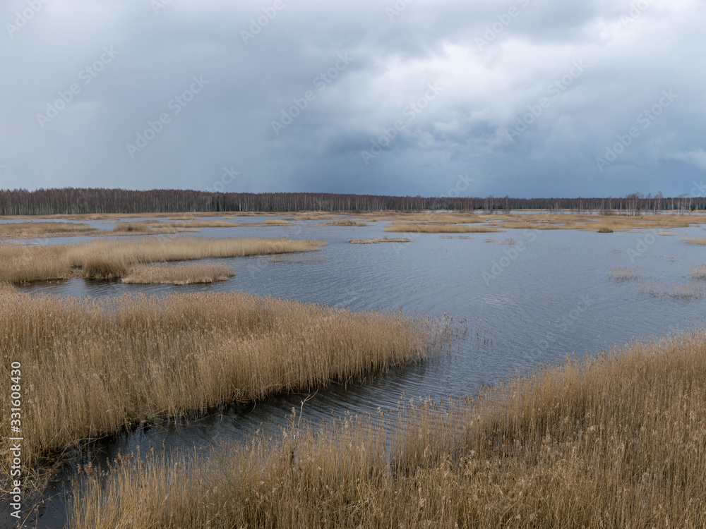 view from tower to bog lake, many reeds view from tower to bog lake, many reeds