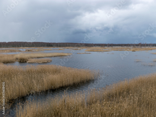 view from tower to bog lake, many reeds