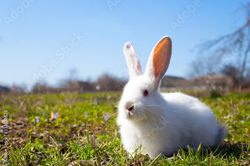 little white rabbit