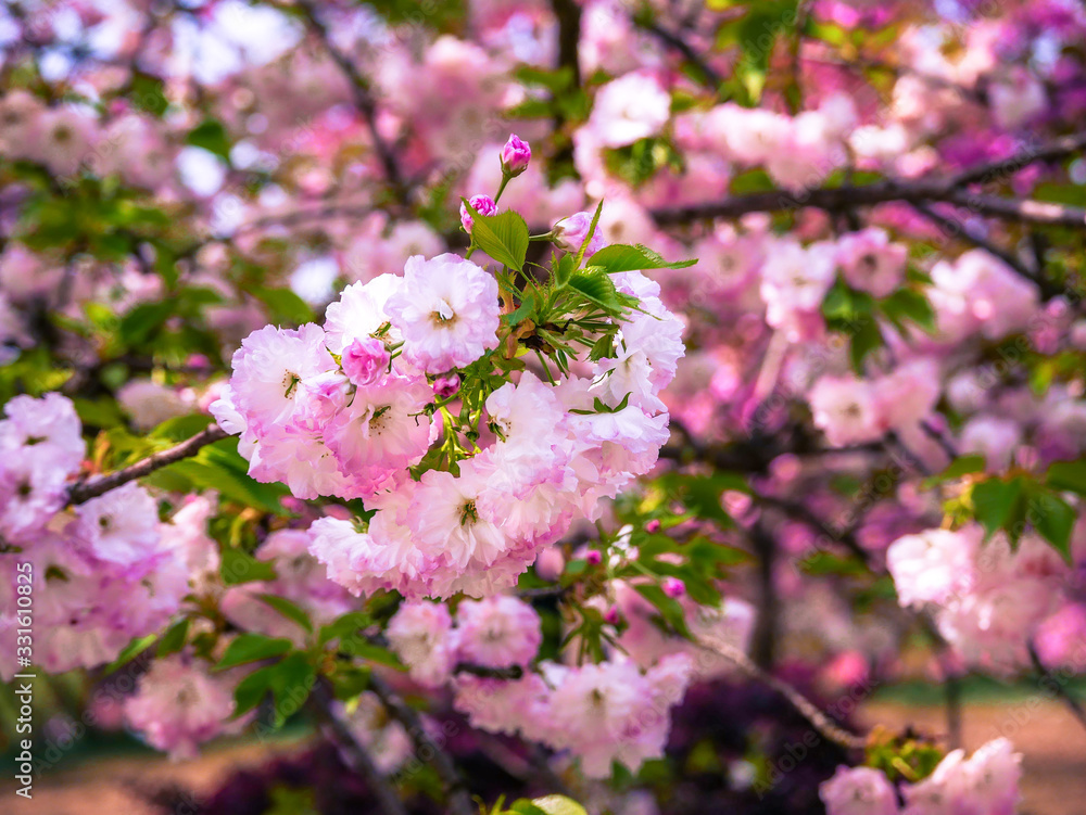 This time is the cherry sakura blossom season at Wuhan Donghu Sakura Garden,Wuhan,China This time is the cherry sakura blossom season at Wuhan Donghu Sakura Garden,Wuhan,China