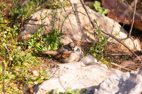 Resting bird