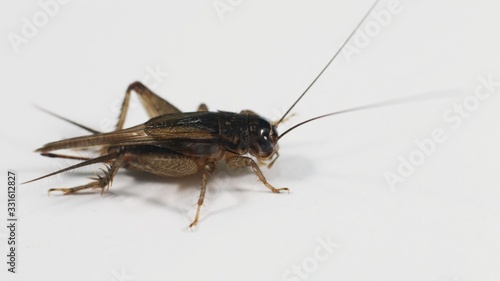 Crickets Insect, known as true crickets, of the family Gryllidae, are insects related to bush crickets, have mainly cylindrical bodies,  round heads, and long antennae. Behind the head is a smooth. © mirwanto