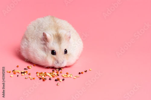 фотографія Dwarf fluffy hamster eats grain on pink background, copy space.