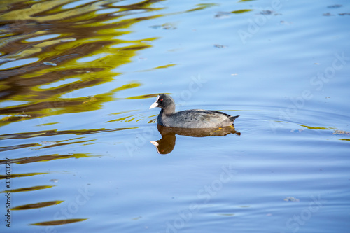 Coot reflexion
