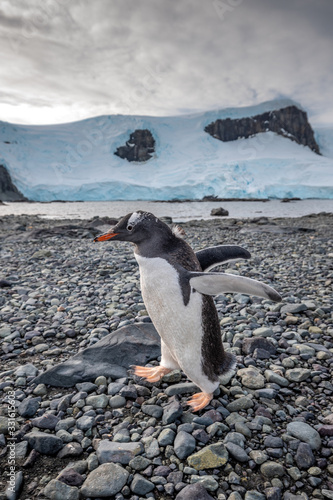 gentoo penguin on the rocks antarctica south shetland islands  at the beach 