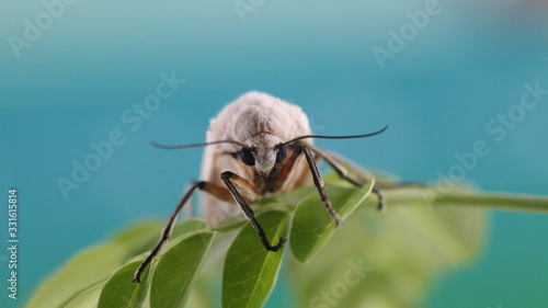 Moth insect on the leaf or Xyleutes strix. This insect is a moth of the family Cossidae. photo