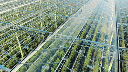 Green plantations shot through the transparent ceiling. Greenhouses aerial view, epic view on industrial glasshouse. photo