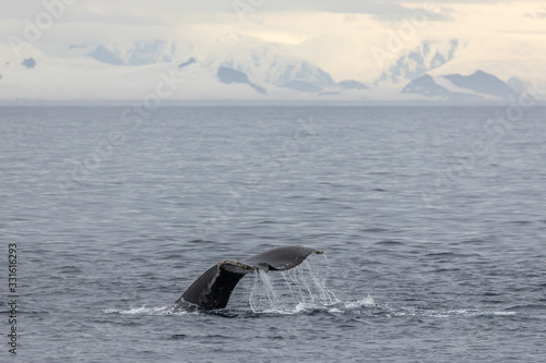 Wal in der Antarktis, Schwanzflosse, Berge und Gletscher im Hintergrund