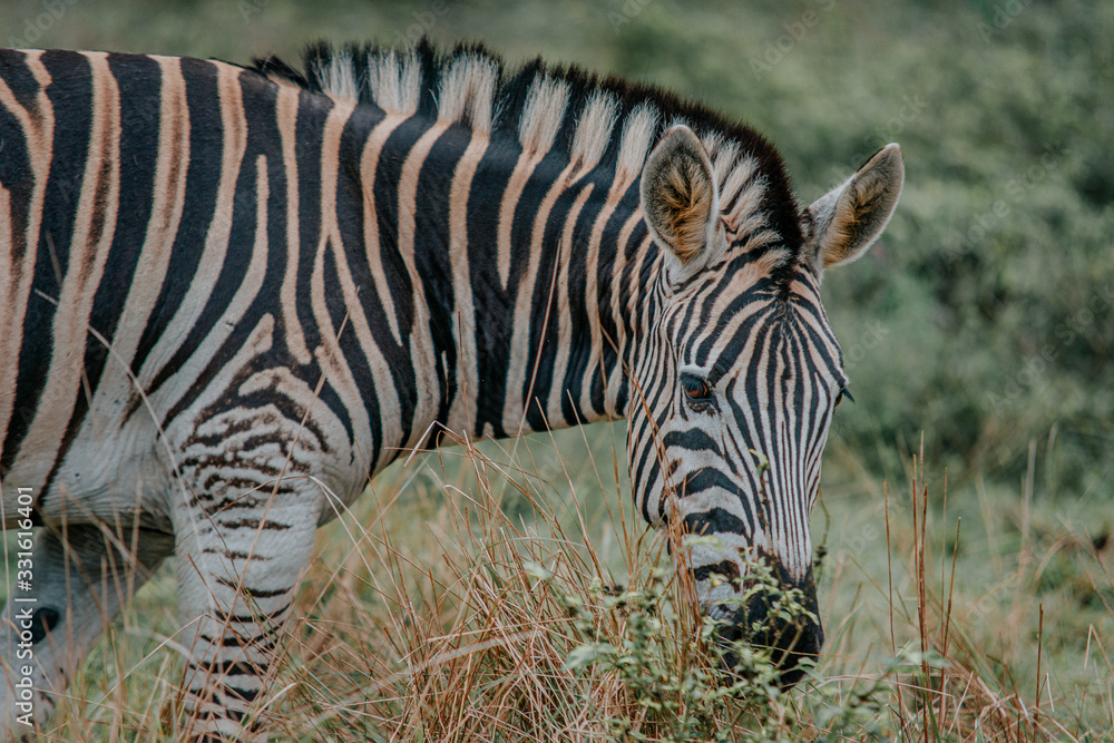 Naklejka premium zebra