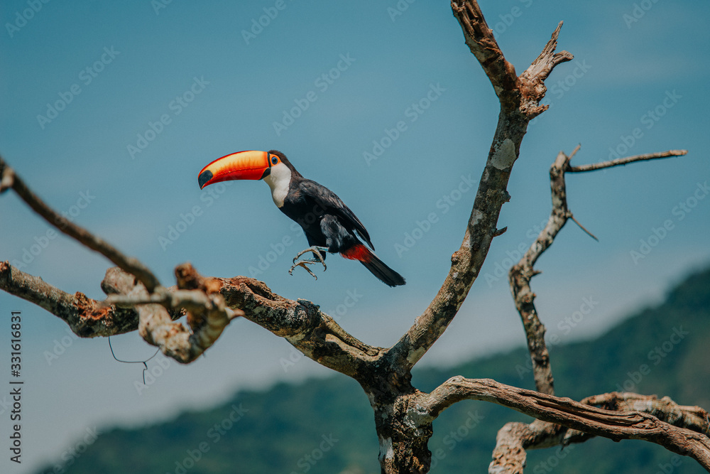 Obraz premium toucan jump
