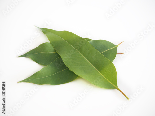 eucalyptus leaves isolated on white background use as ingredient in cosmetic product and is a medicinal herb, close up shot photo. photo