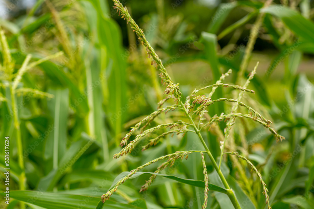 Green young corn, Maize, Zea mays on field in summer. Many small male flowers make up male inflorescence, called tassel. Green young corn, Maize, Zea mays on field in summer. Many small male flowers make up male inflorescence, called tassel.