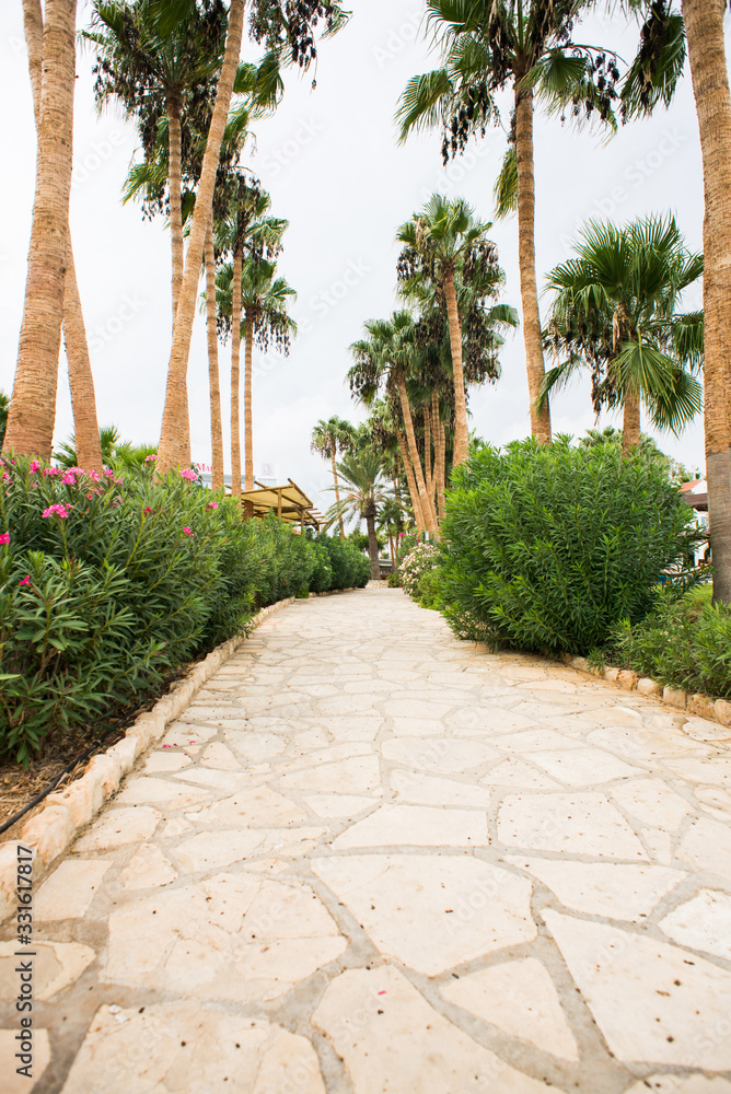 Fototapeta premium Palm Tree Alley on Cyprus Island. Protaras.