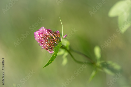 Blooming clover closeup. Beautiful trefoil flower on a green background. Medicinal plant.