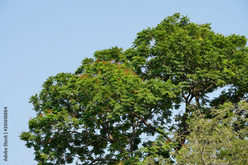 Thailand National Park Flower, trees and animals Thailand National Park Flower, trees and animals
