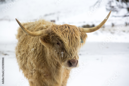 Highland Cow in the snow