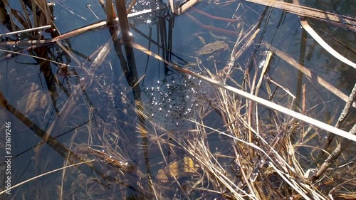 Frog under his spawn. Under water. photo