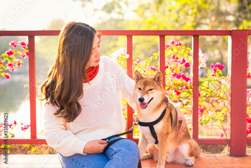 An Asian girl is playing with a Shiba Inu dog. Woman and dog hugging in a summer park. Shiba Inu is a Japanese dog that is famous throughout the world.