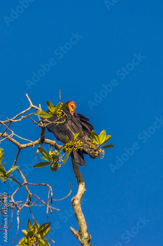 Greater yellow-headed vulture (Cathartes melambrotus) sits on top of a tree in the jungle and looks out for prey photo