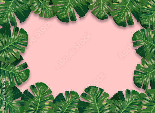 Monstera plant leaves clipping path included.
