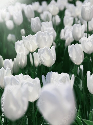 Frühlingswiese mit hellen bunten Tulpenblumen mit selektivem Fokus. Schöner Naturblumenhintergrund für Kartendesign, Webbanner und Poster